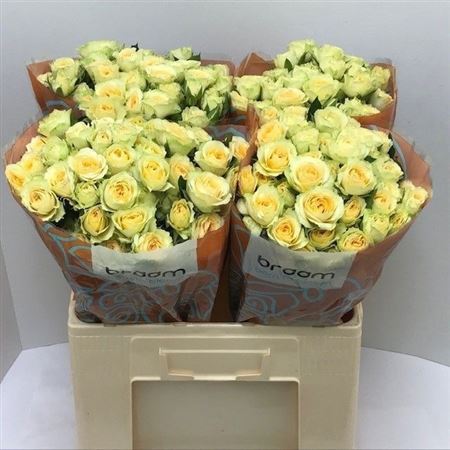 Rosa Spray Bandolero 60cm