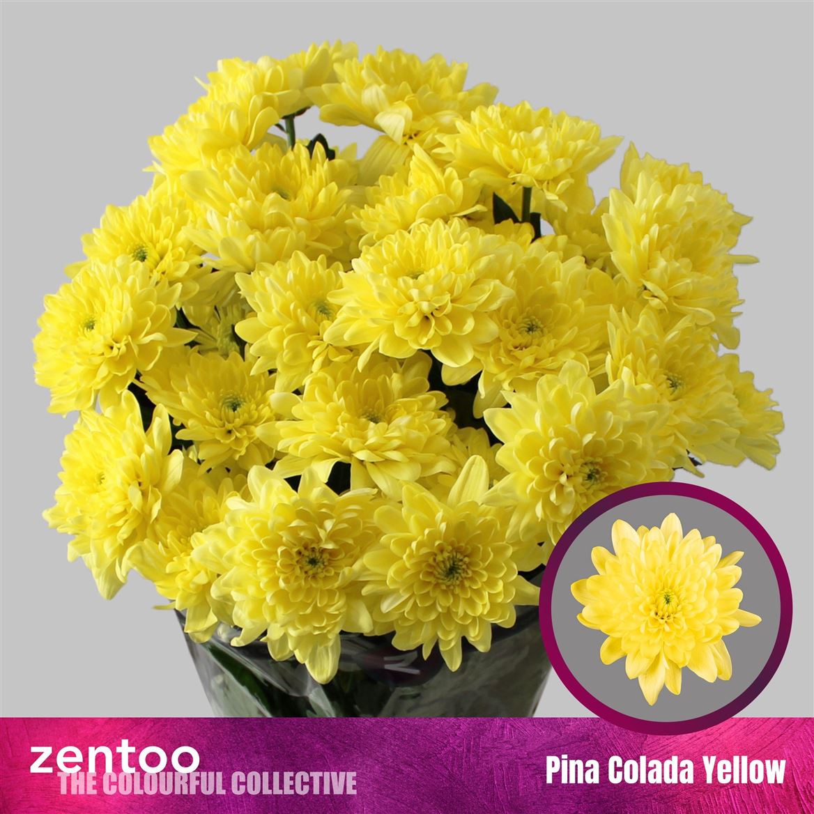 Chrysanth Spray Pina Colada Yellow 70cm 115gr.