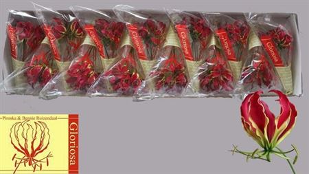 Gloriosa Rotschildiana 20cm