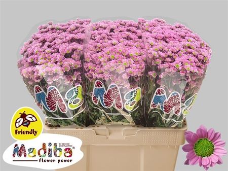Chrysanth Santini Madiba Tanga Pink 55cm 30gr.