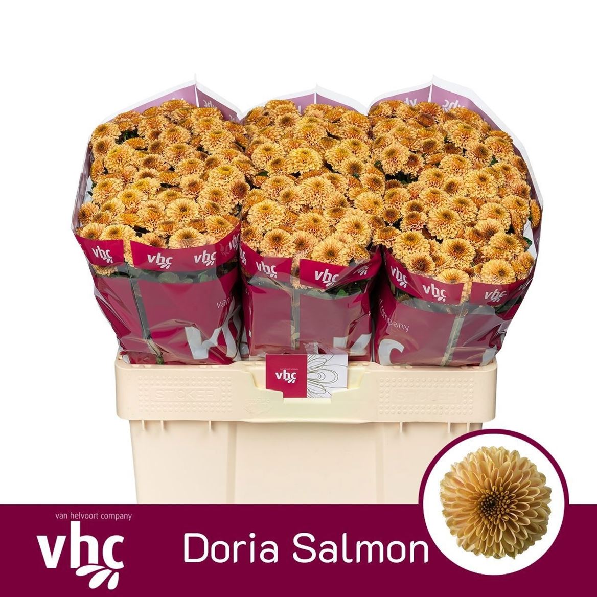 Chrysanth Santini Doria Salmon 55cm 40gr.