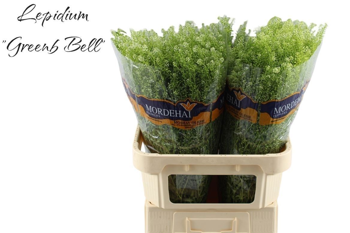 Lepidium Ruderale Green Bell 80cm 30gr.