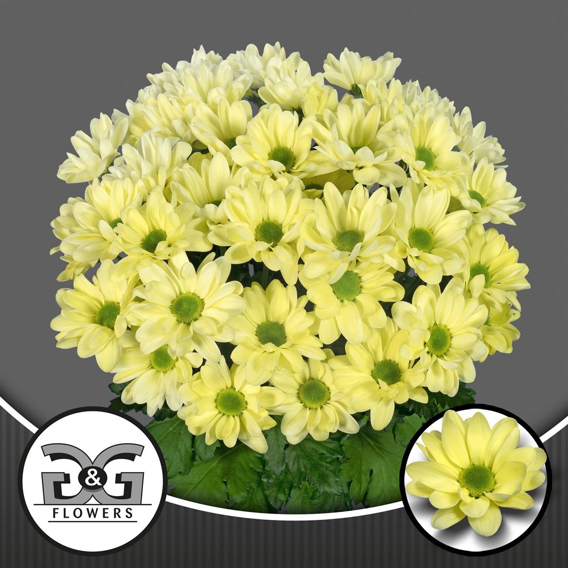 Chrysanth Spray Chic Cream 70cm 85gr.