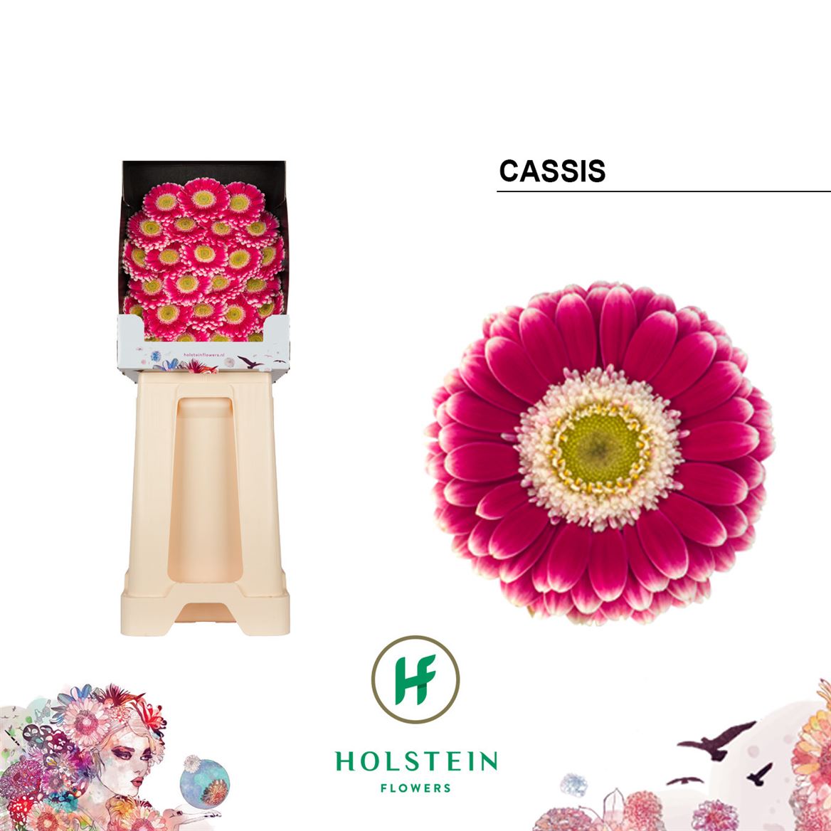 Germini Cassis 50cm 7Ø