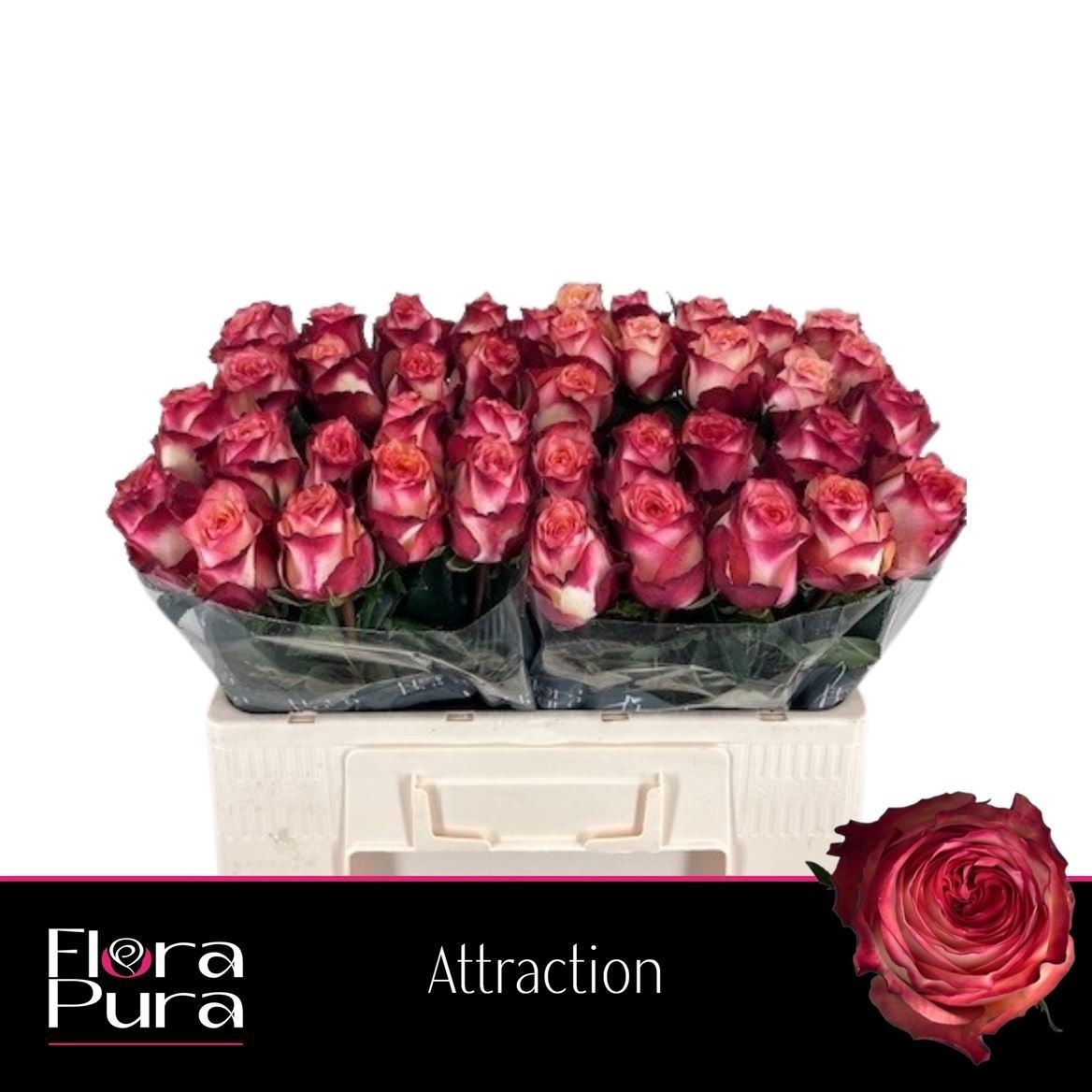 Rosa Attraction 50cm