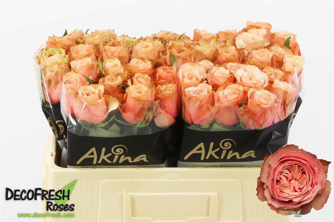 Rosa Kahala Bb 50cm