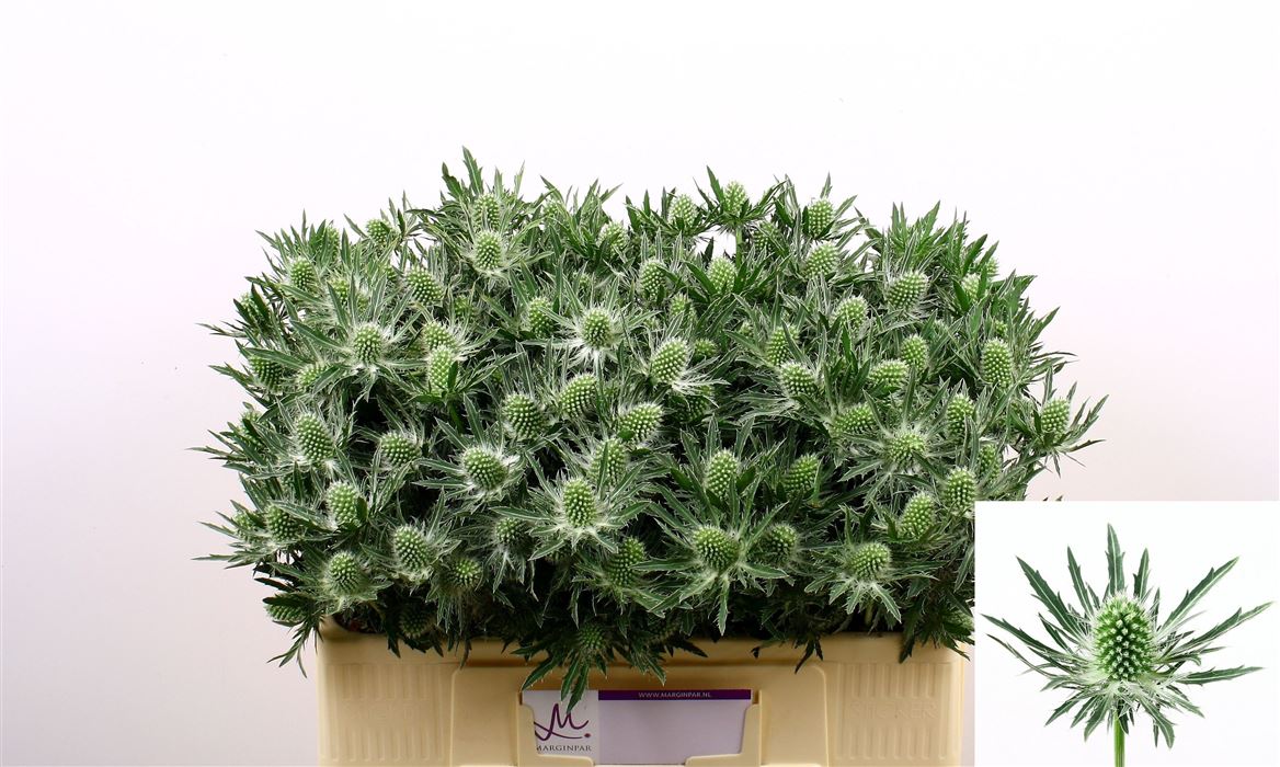 Eryngium Sirius Questar 50cm