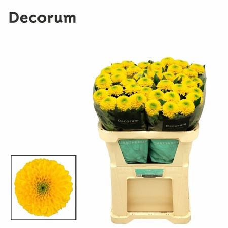 Chrysanth Single Brasiliana 70cm 85gr.