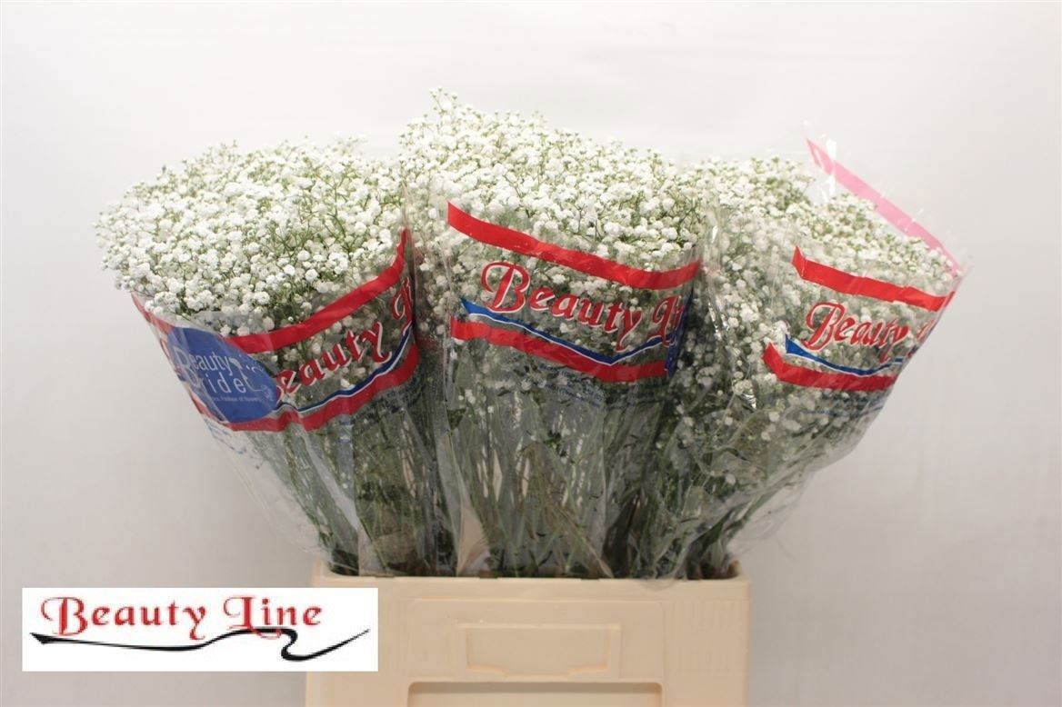 Gypsophila Paniculata Beauty Bride 70cm 25gr.