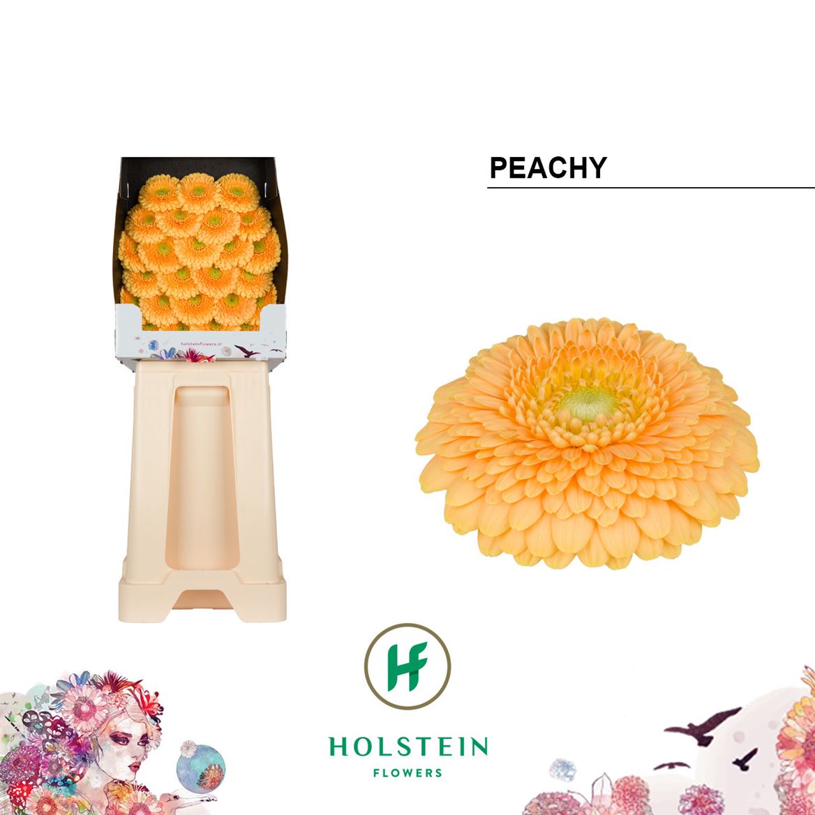 Gerbera Bv Pom Peachy 50cm 7Ø
