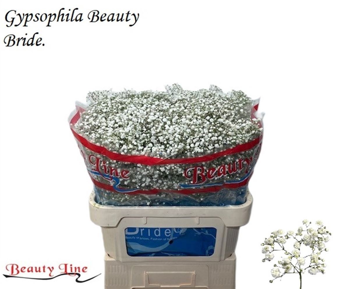 Gypsophila Paniculata Beauty Bride 80cm 40gr.