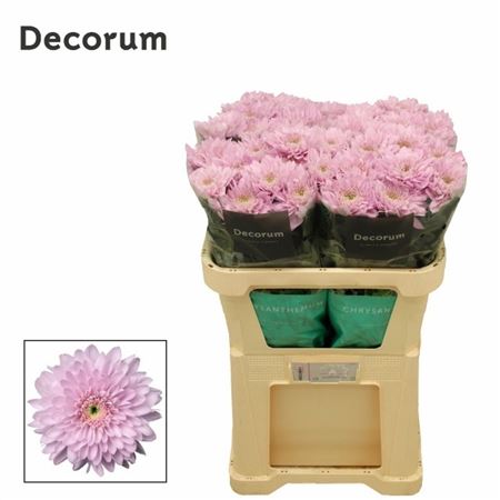 Chrysanth Single Petrushka 70cm 75gr.
