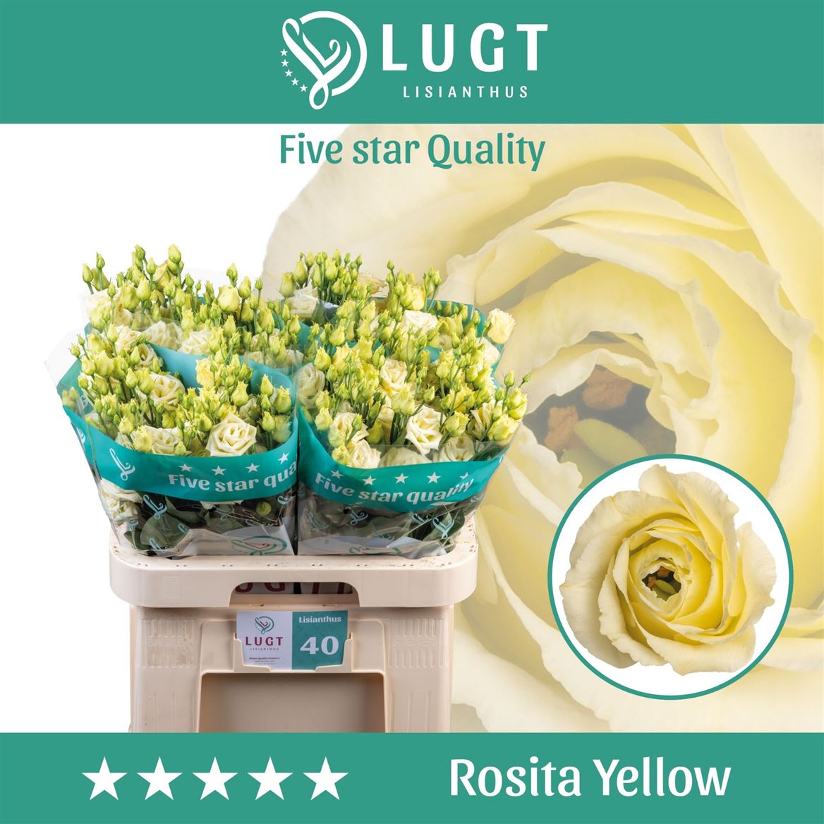 Eustoma Double Rosita Yellow 70cm
