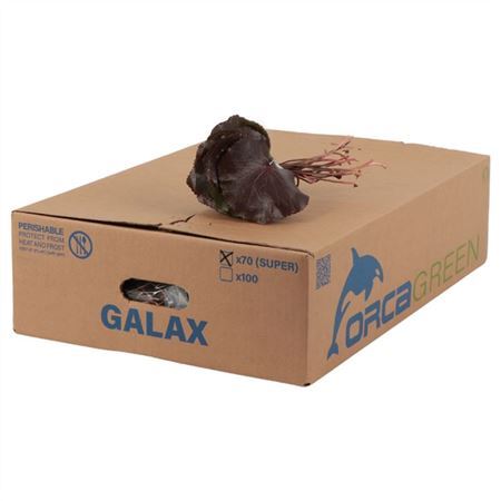 Galax Urceolata Per Bunch 25cm