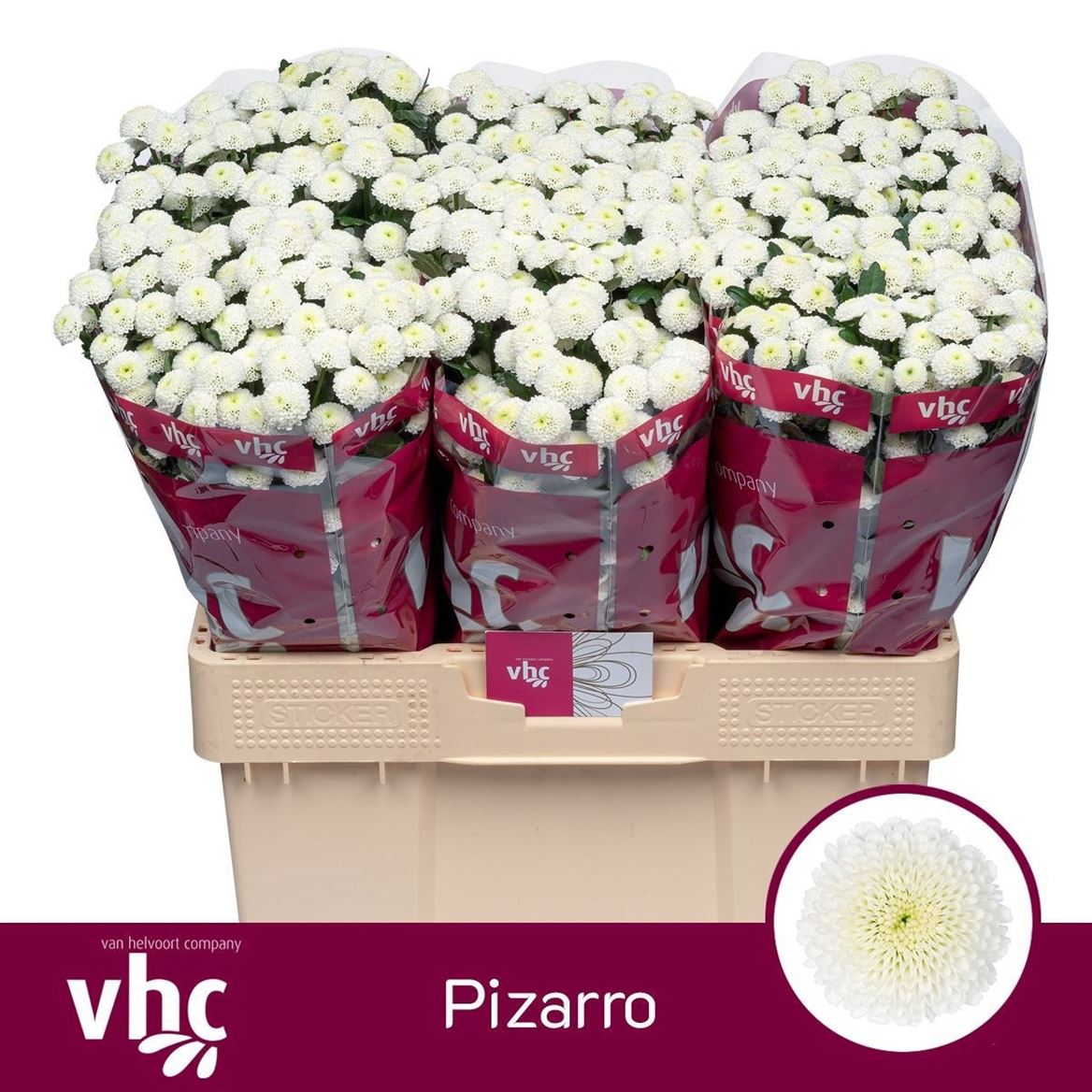 Chrysanth Santini Pizarro 55cm 36gr.