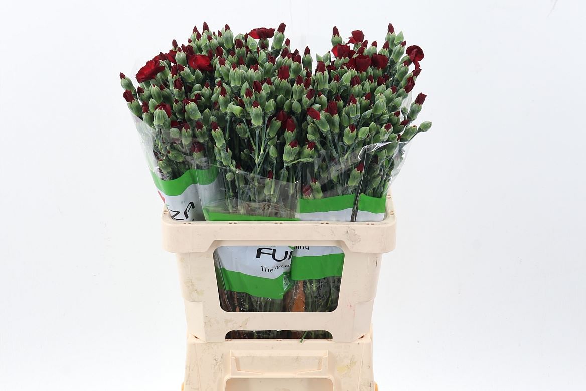 Dianthus Spray Single Solomio Edo 60cm
