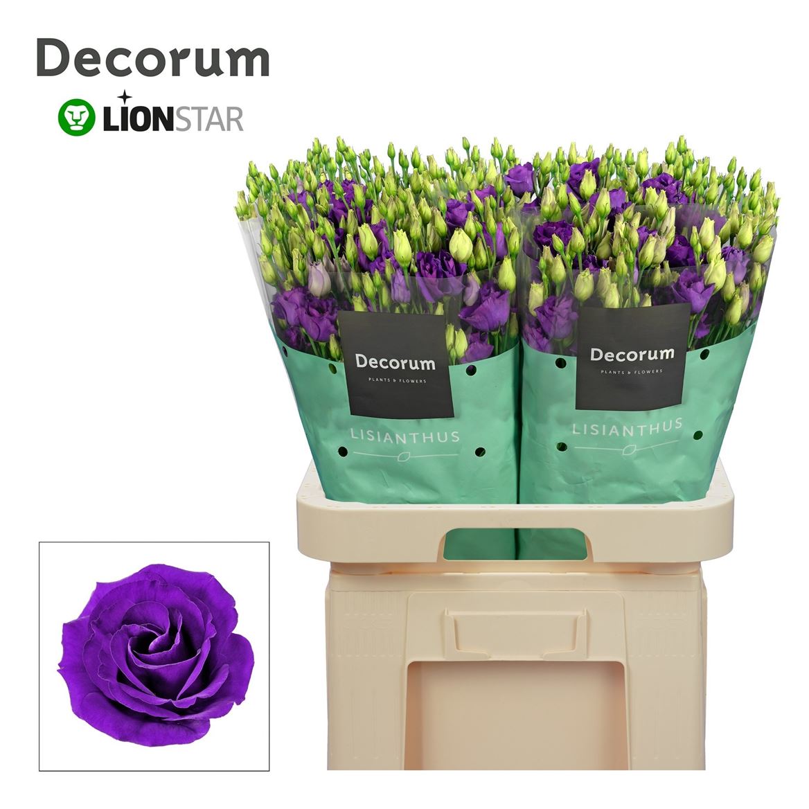Eustoma Double Rosita Blue 70cm