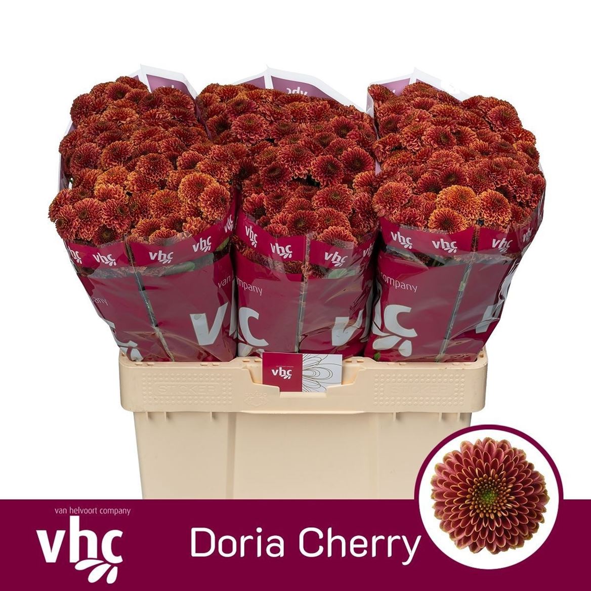 Chrysanth Santini Doria Cherry 55cm 60gr.