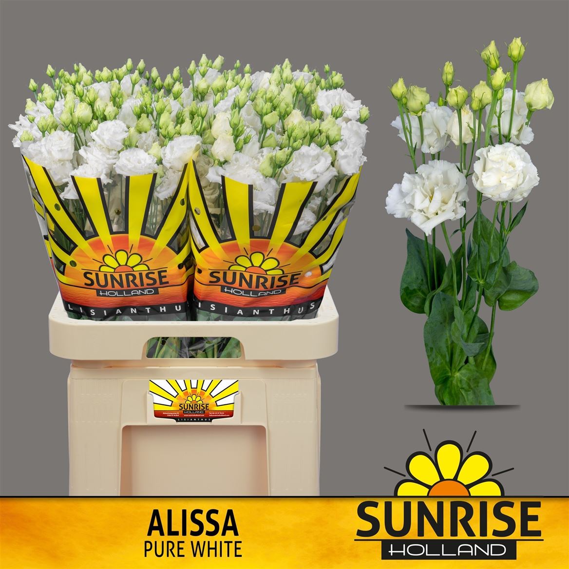 Eustoma Double Alissa Pure White 70cm