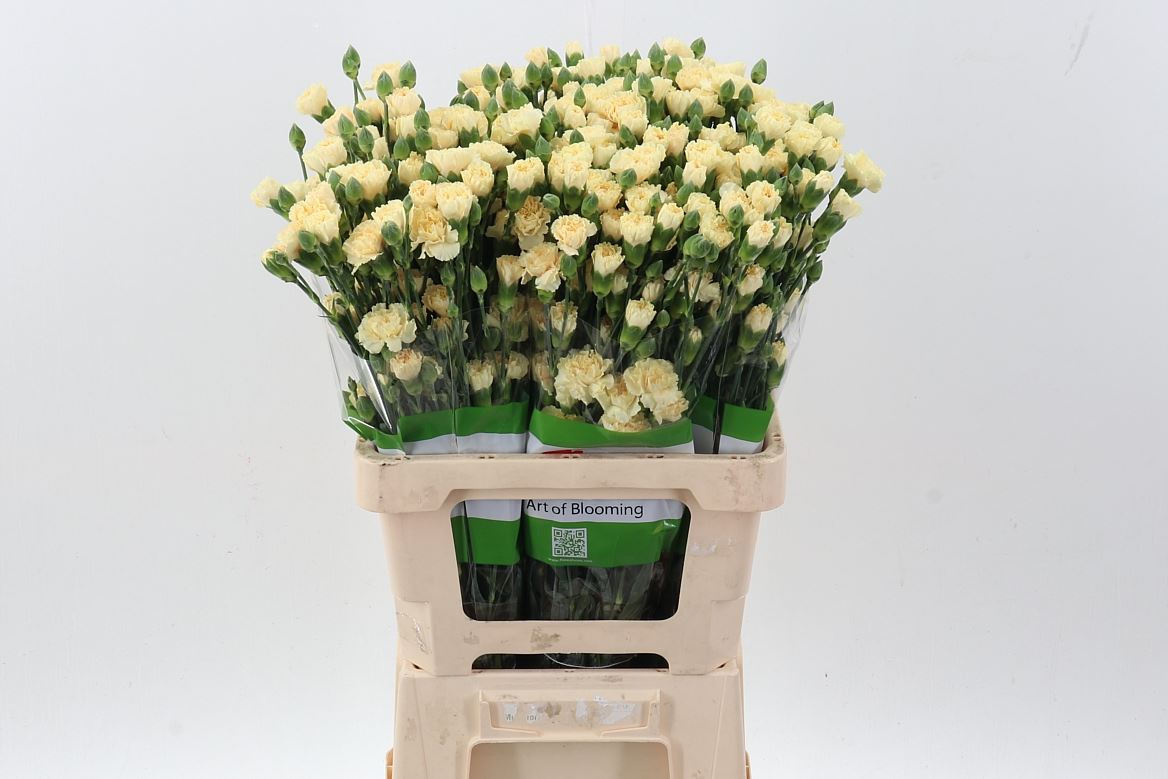 Dianthus Spray Cream Intermezzo 65cm