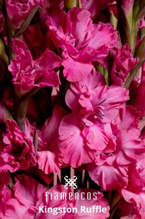 Gladiolus Kingston Ruffle 110cm 170gr.