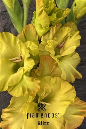 Gladiolus Blitz 110cm 180gr.