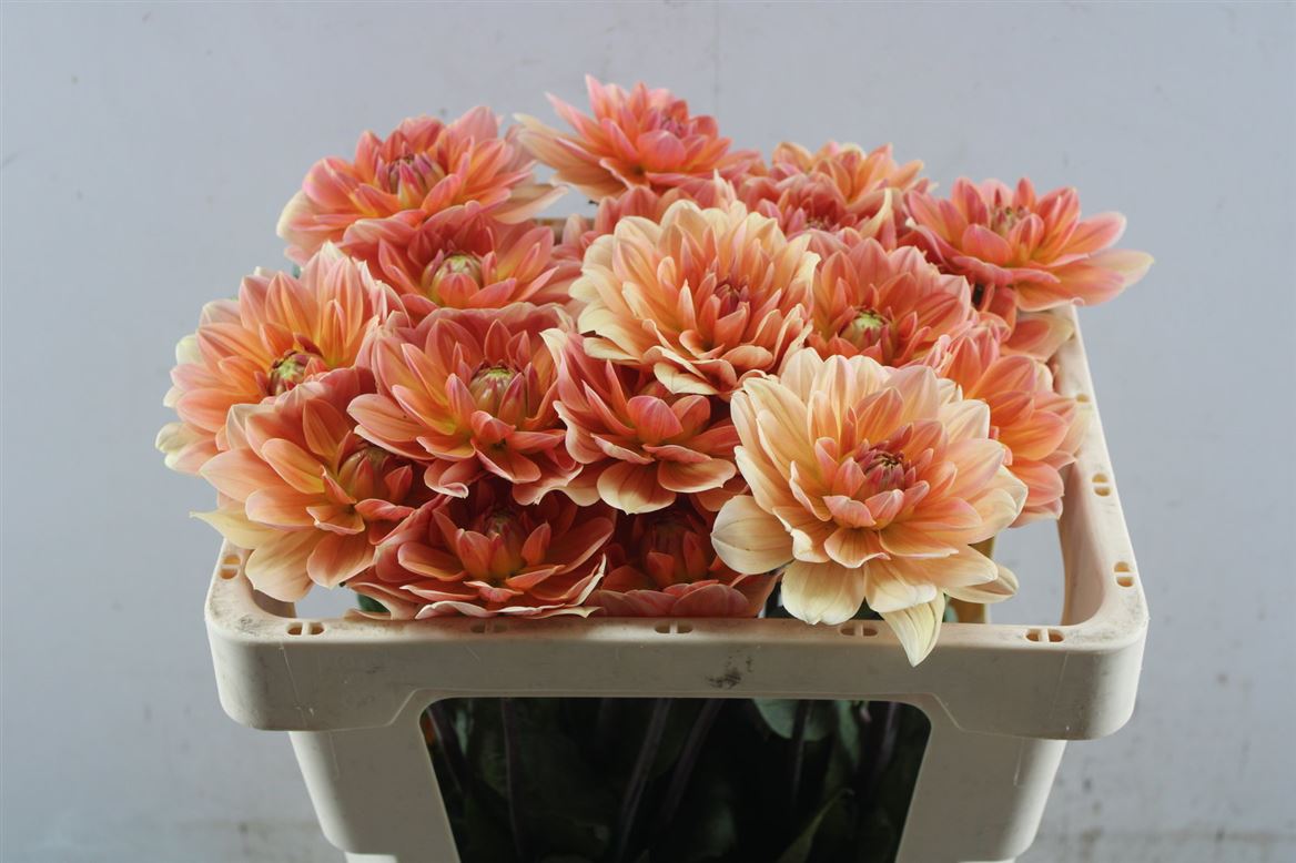 Dahlia Yvonne Geerlings 65cm