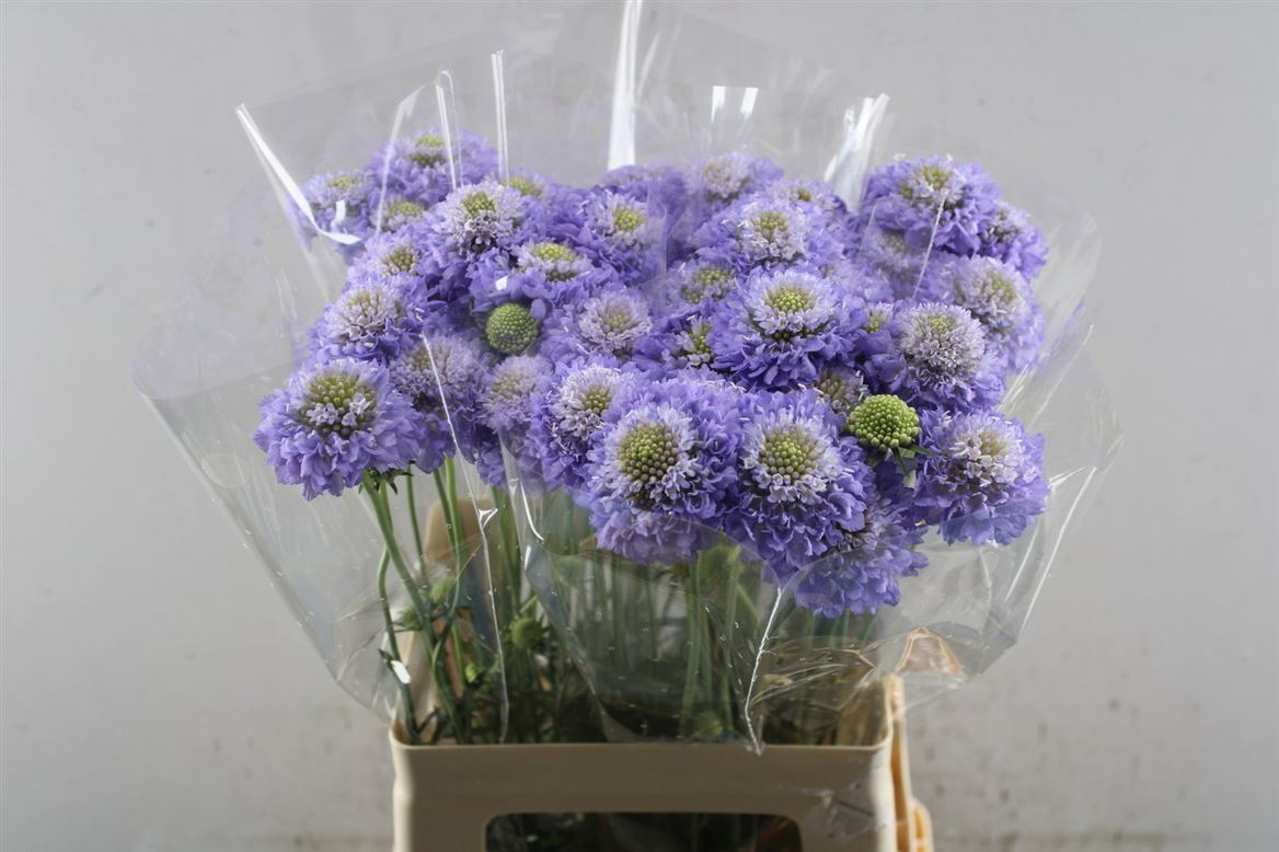Scabiosa Focal Scoop Lavender 55cm