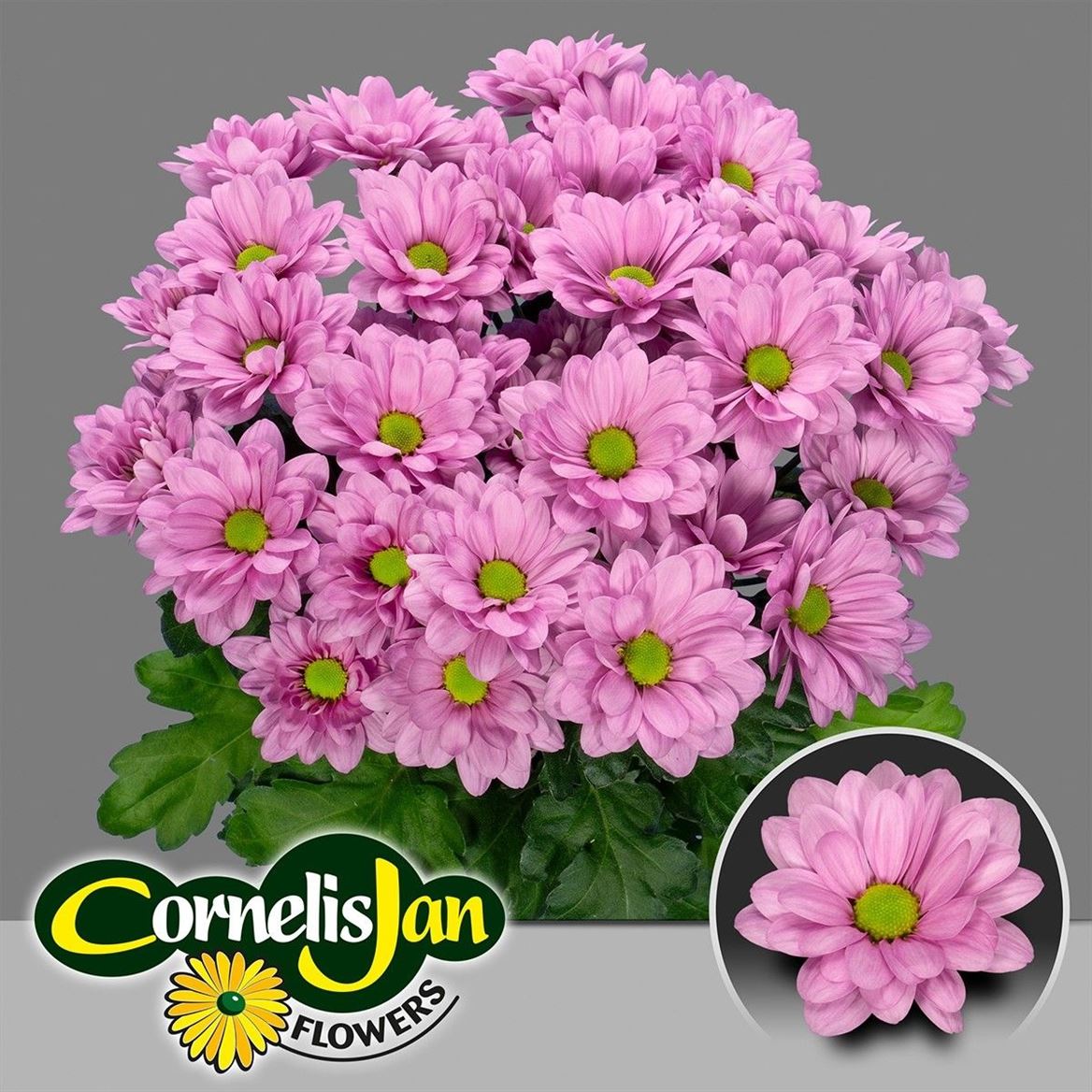 Chrysanth Spray Resq 70cm 85gr.
