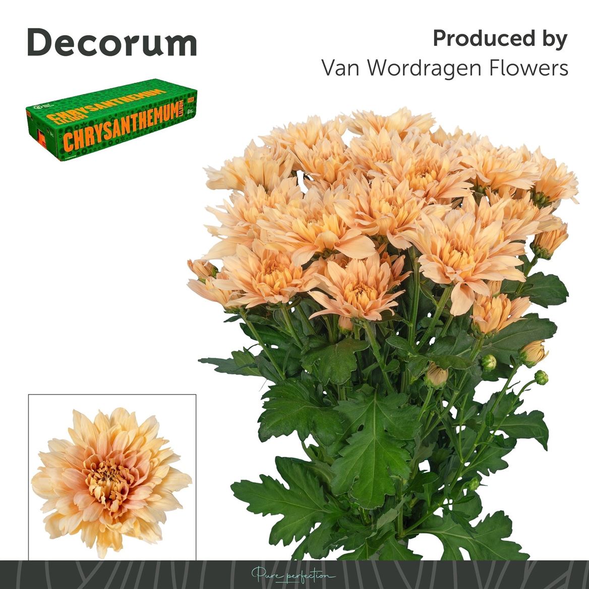 Chrysanth Spray Kalimba Salmon 70cm 95gr.