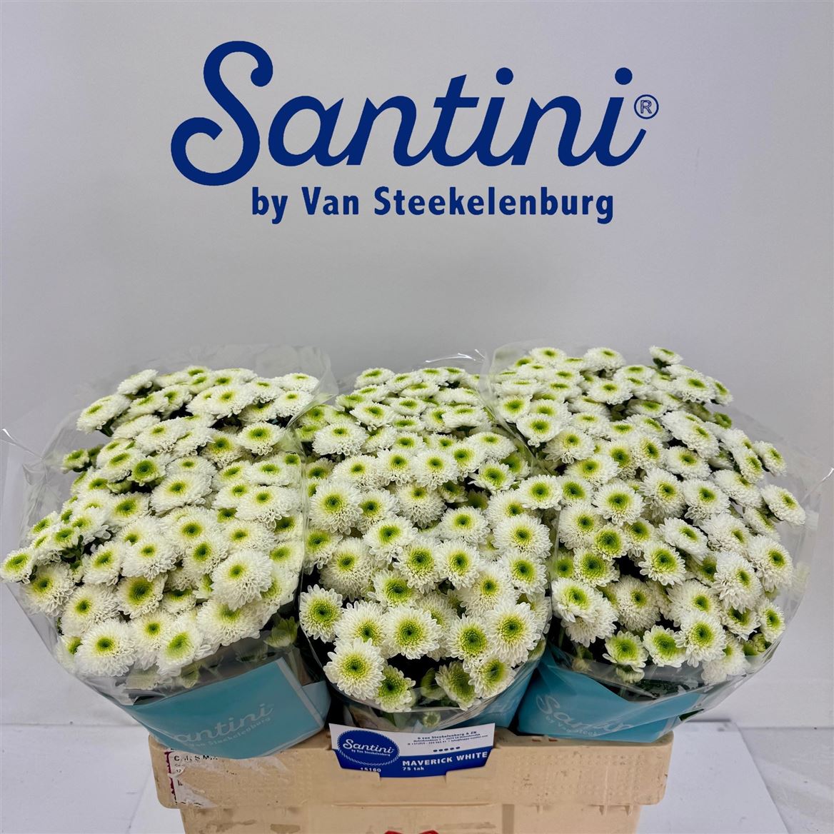 Chrysanth Santini Maverick White 55cm 54gr.