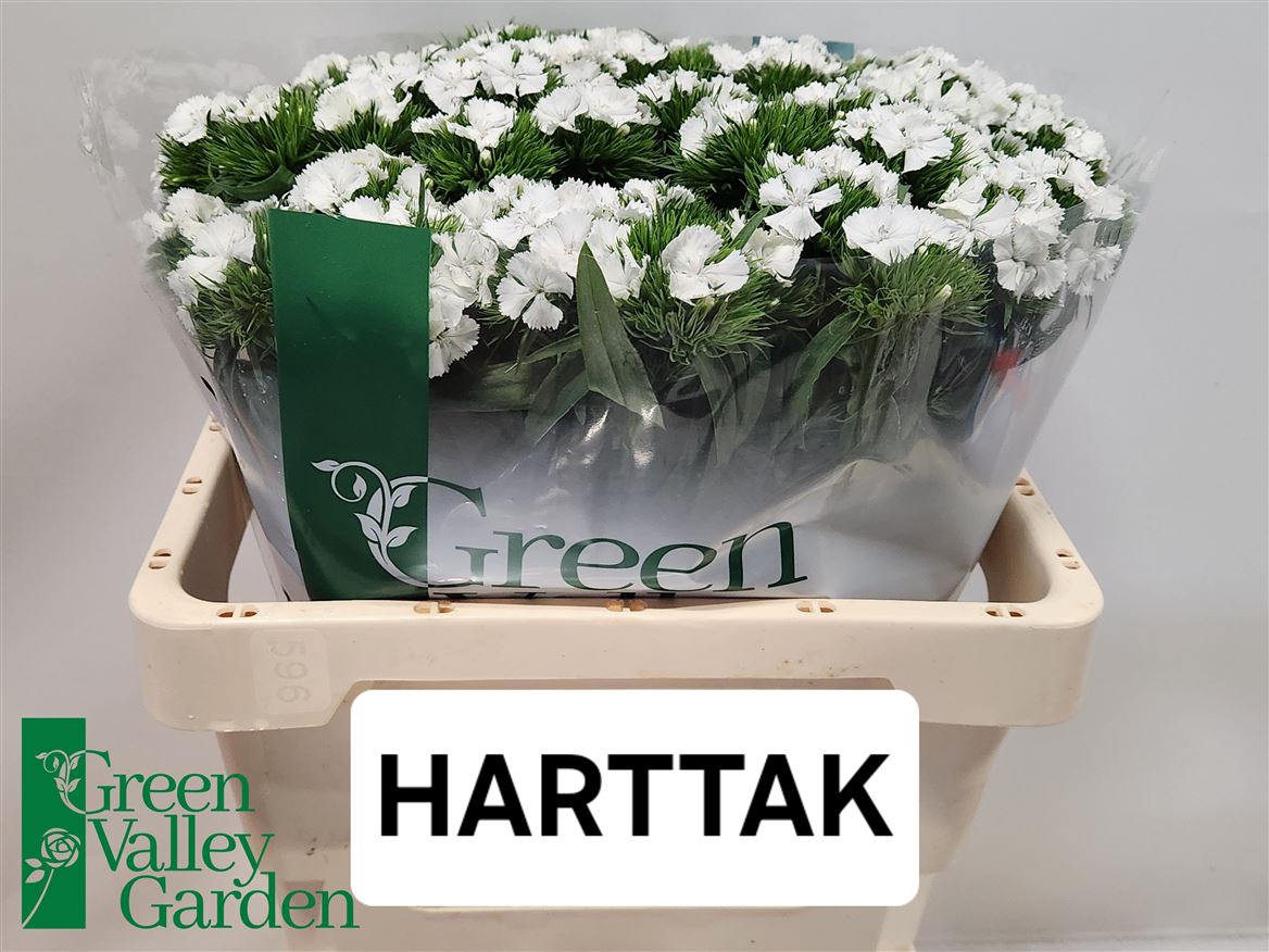 Dianthus Barb Sweet Will White 56cm