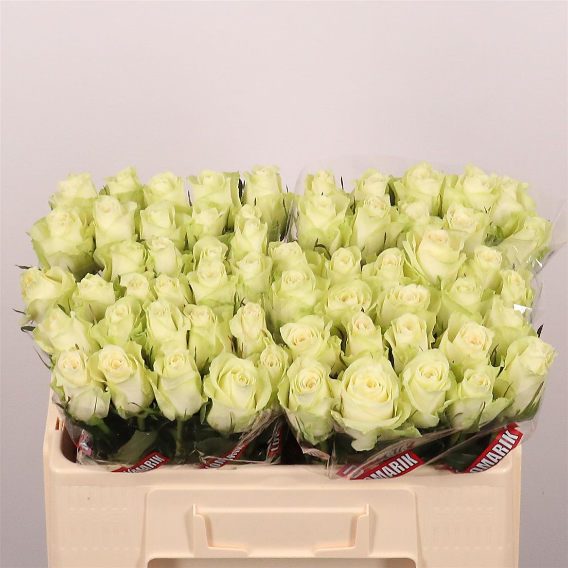 Rosa Athena 50cm