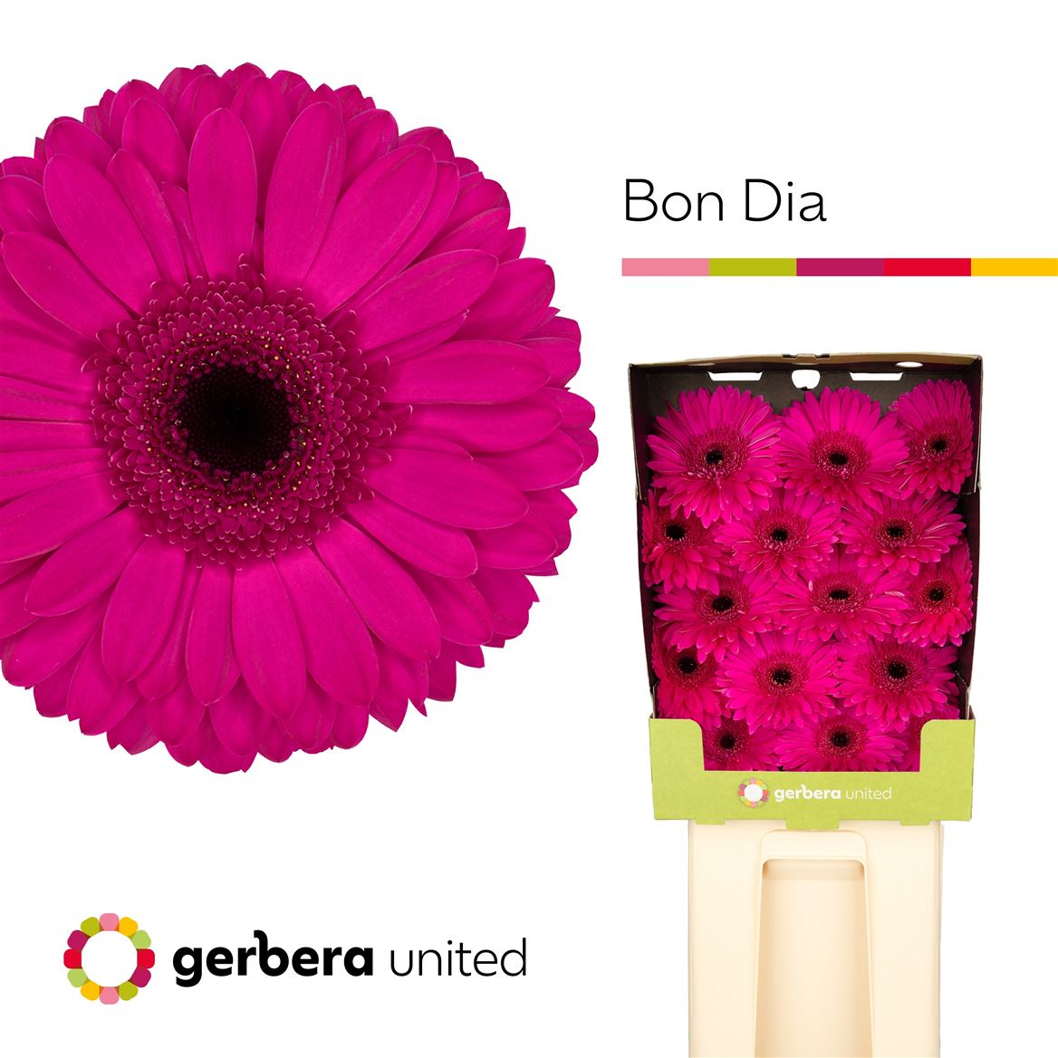 Gerbera Bon Dia 50cm 10Ø