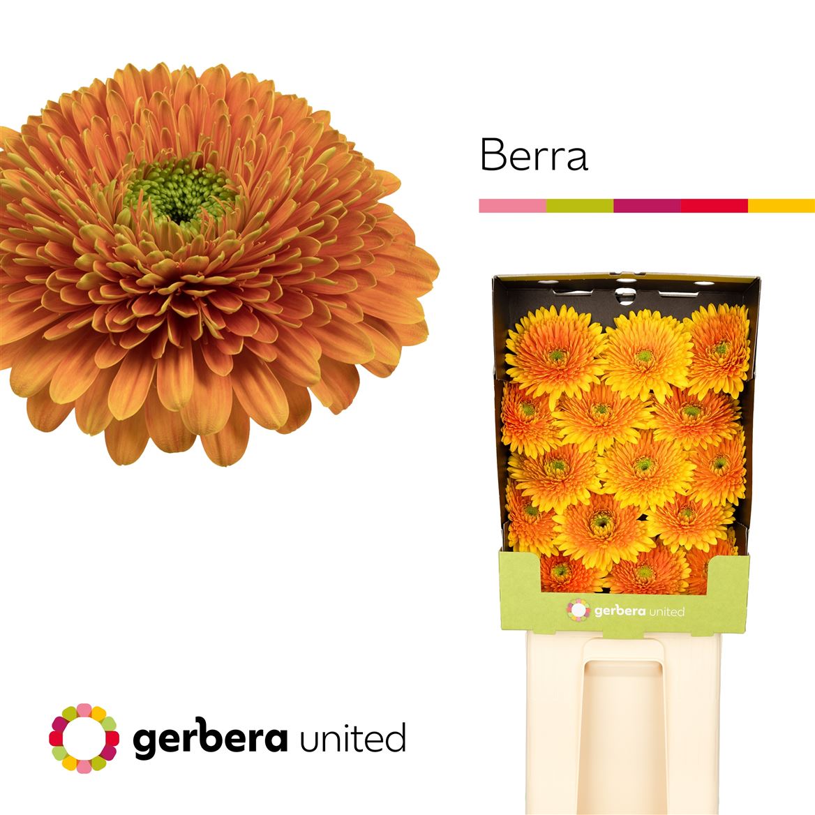 Gerbera Big Berra 50cm 10Ø