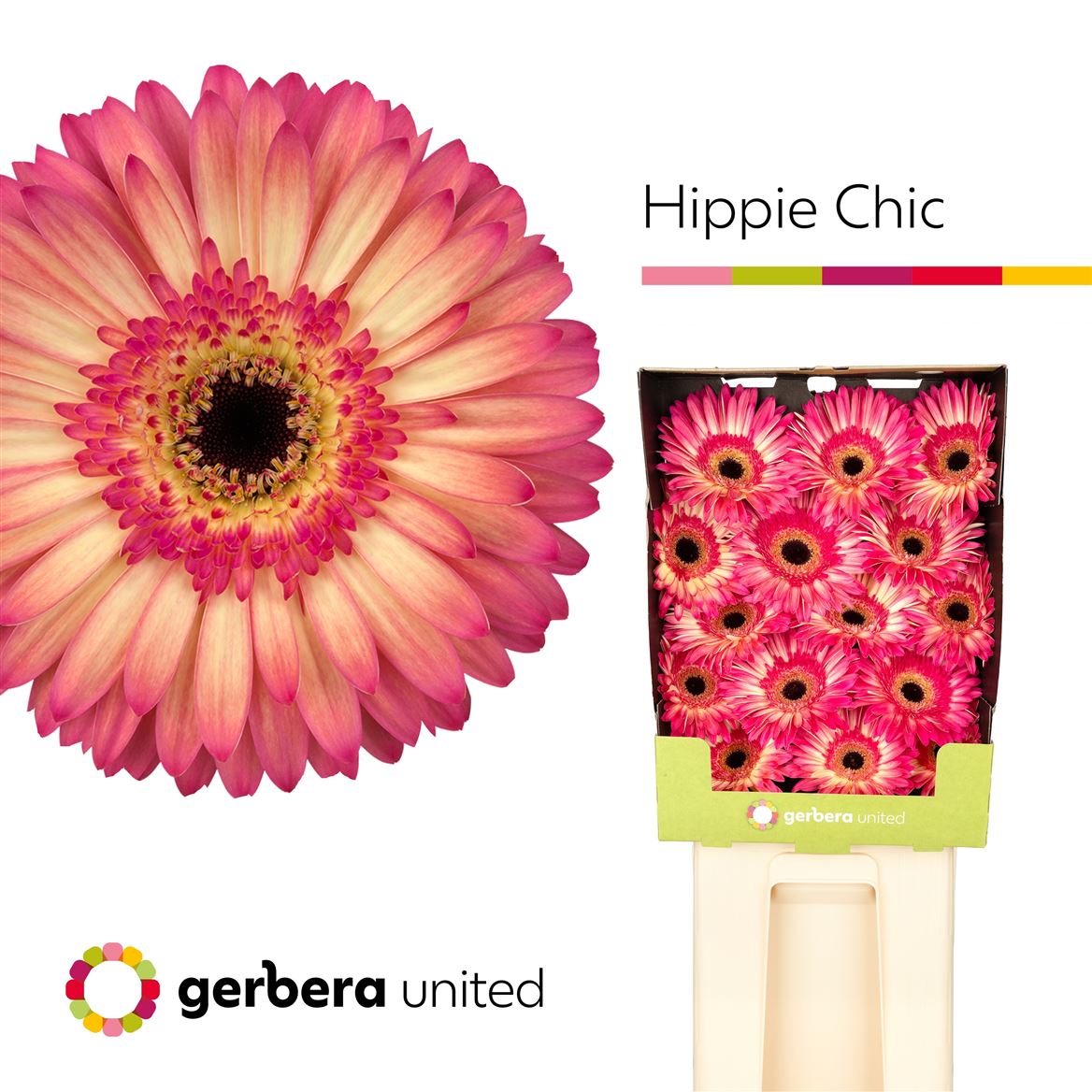 Gerbera Hippie Chic 50cm 10Ø