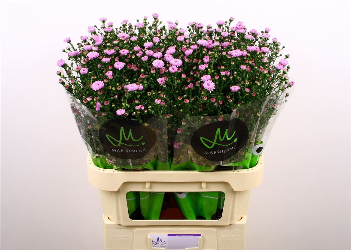 Aster Double Date Pink 80cm 25gr.