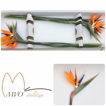 Strelitzia Reginae Flower 90cm 20cm