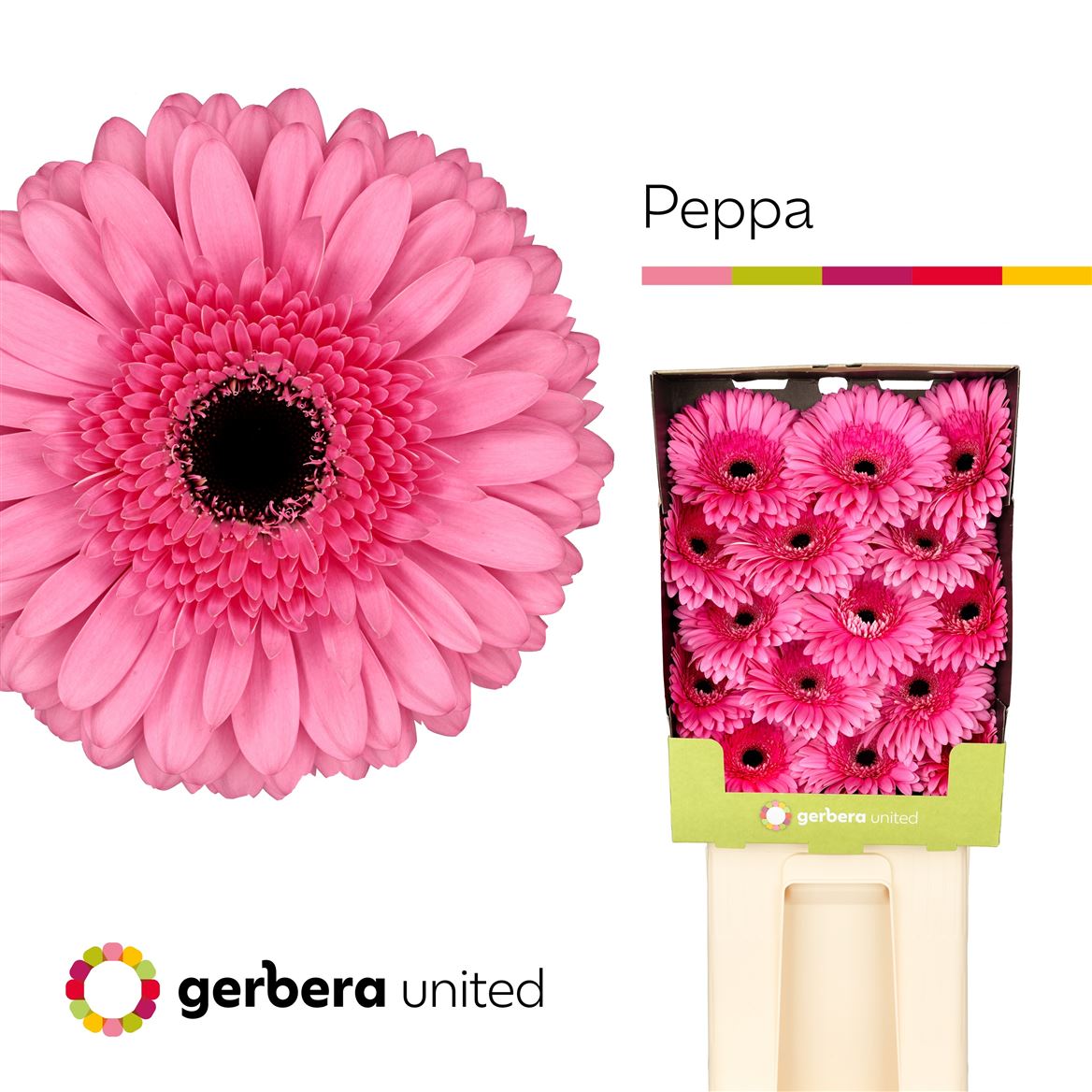 Gerbera Peppa 50cm 10Ø