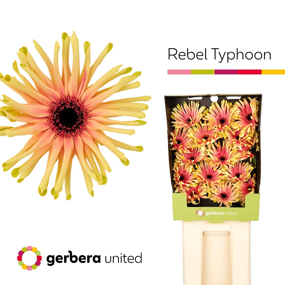 Gerbera Pasta Typhoon 50cm 10Ø