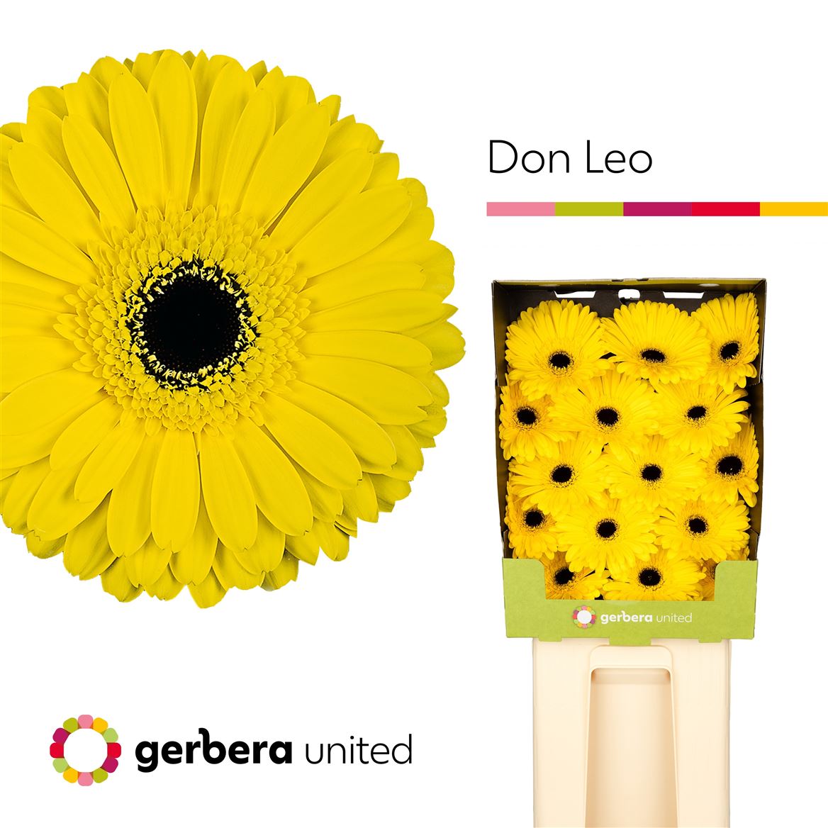Gerbera Don Leo 50cm 10Ø