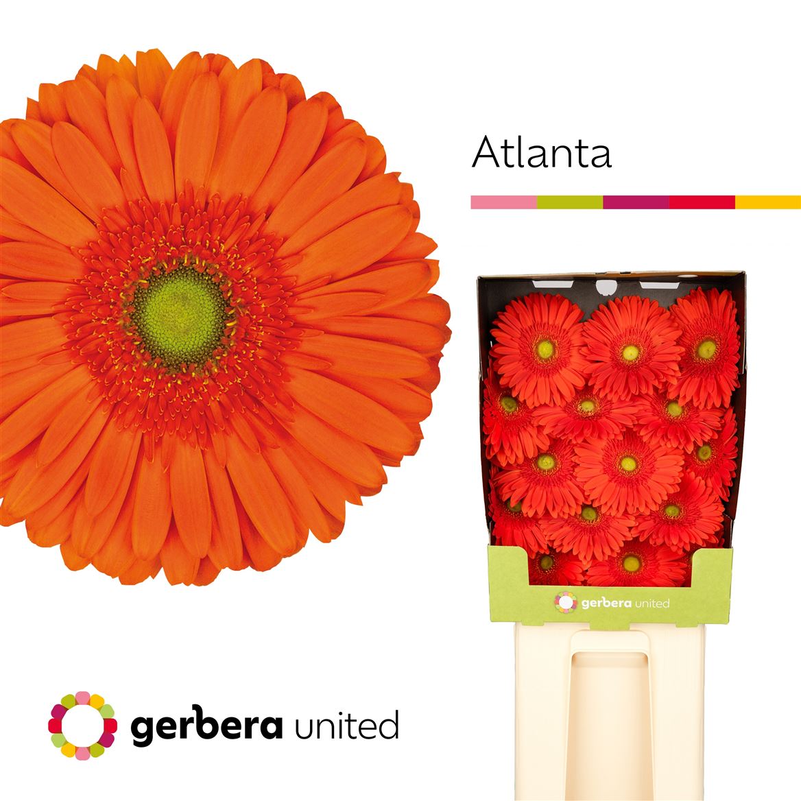 Gerbera Oranje 50cm 10Ø
