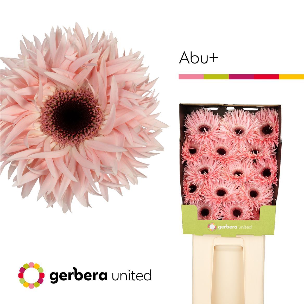Gerbera Spider Abu 50cm 10Ø