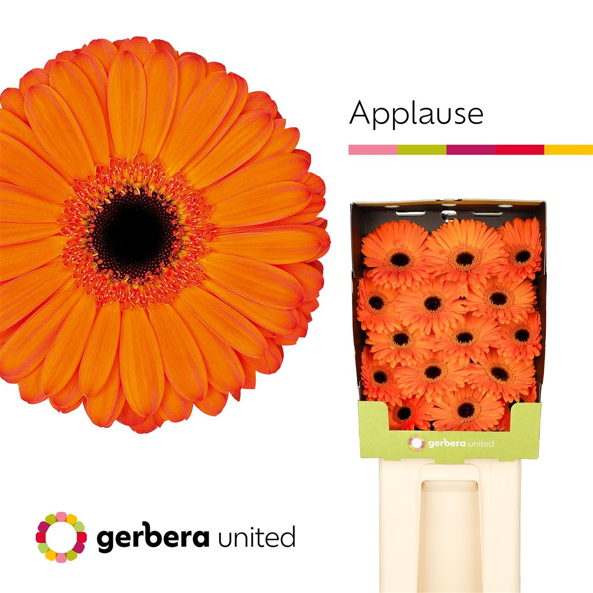 Gerbera Applause 50cm 10Ø