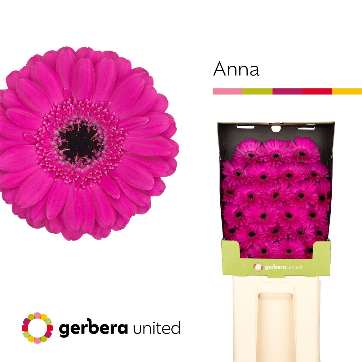 Germini Anna 50cm 7Ø