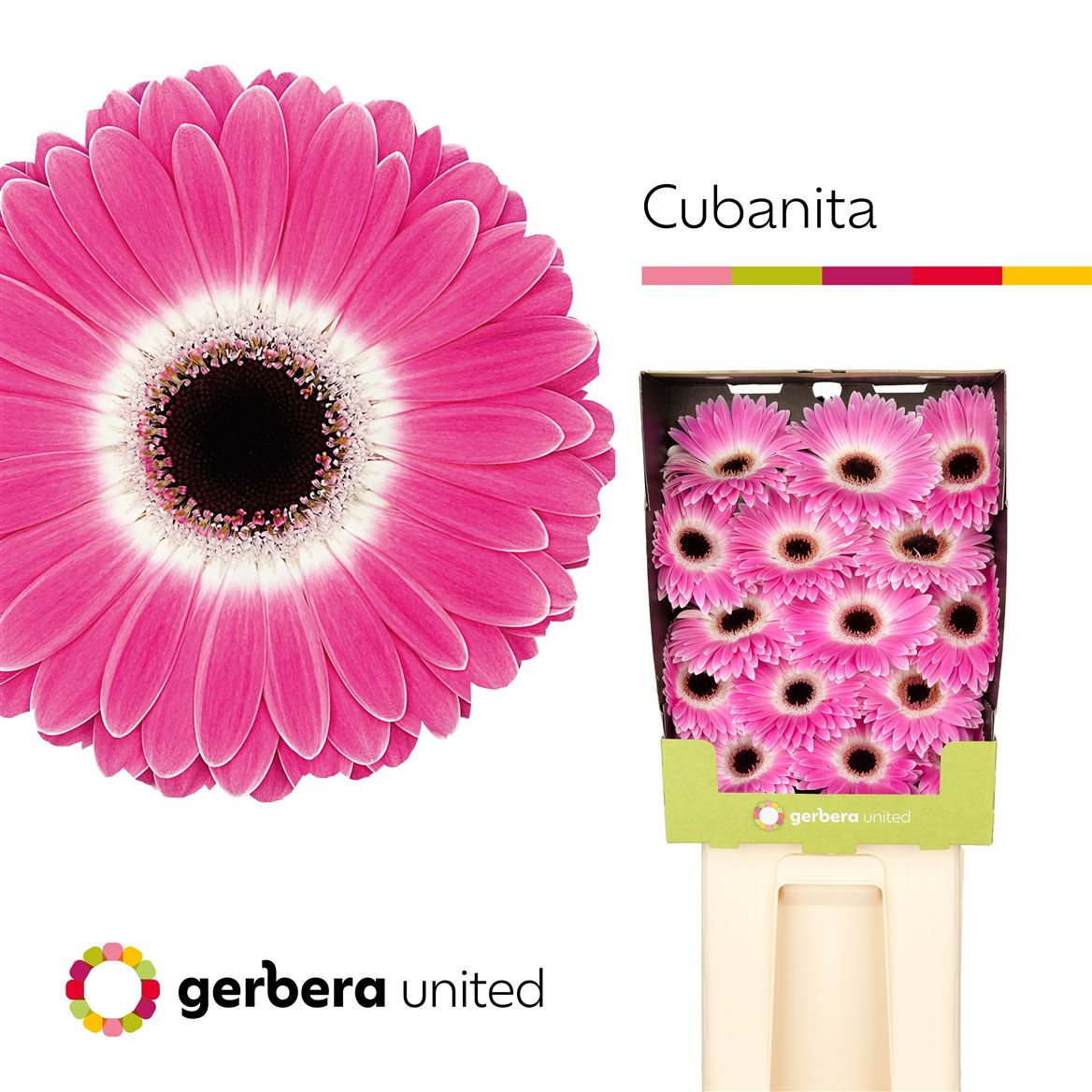 Gerbera Cubanita 50cm 10Ø