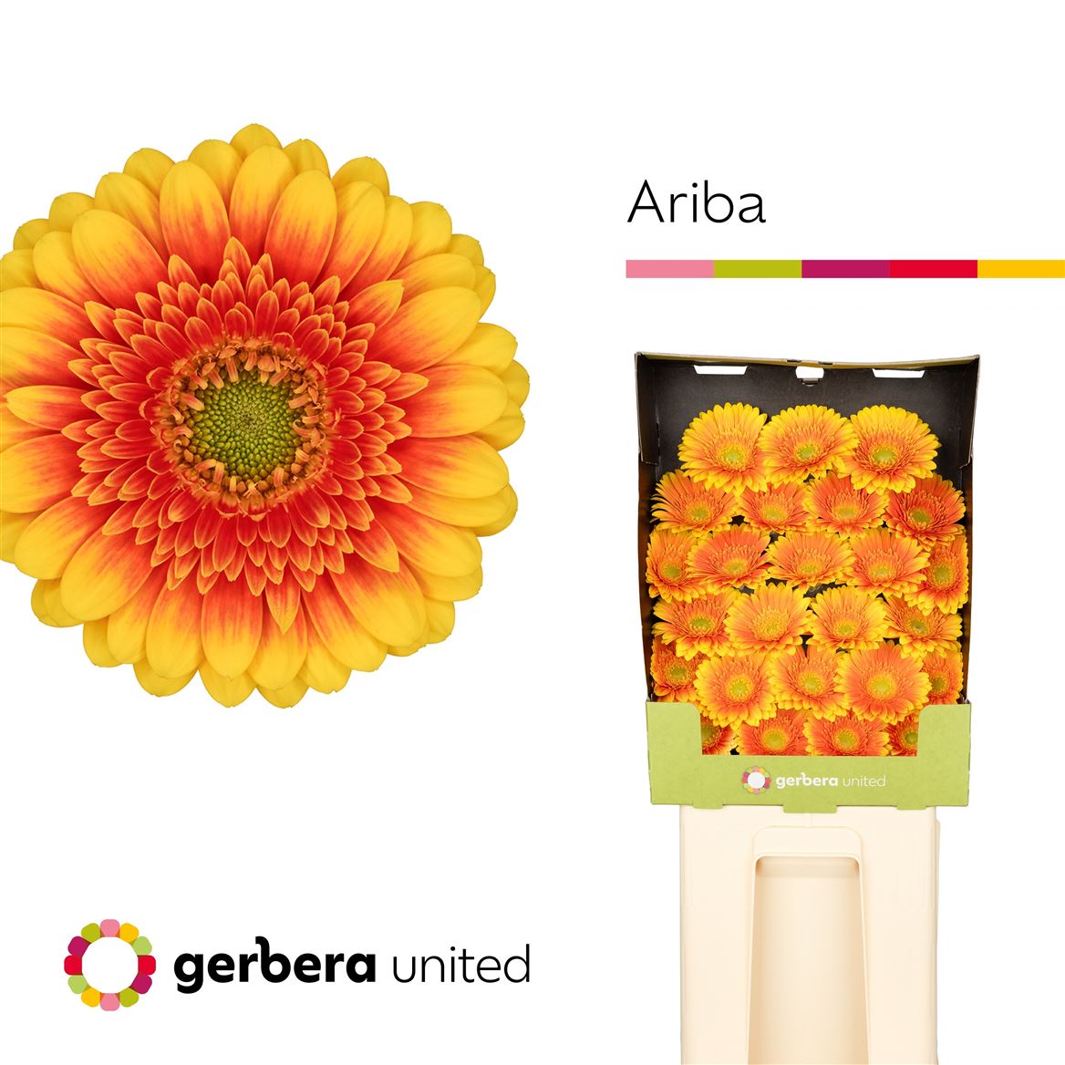 Germini Ariba 50cm 7Ø