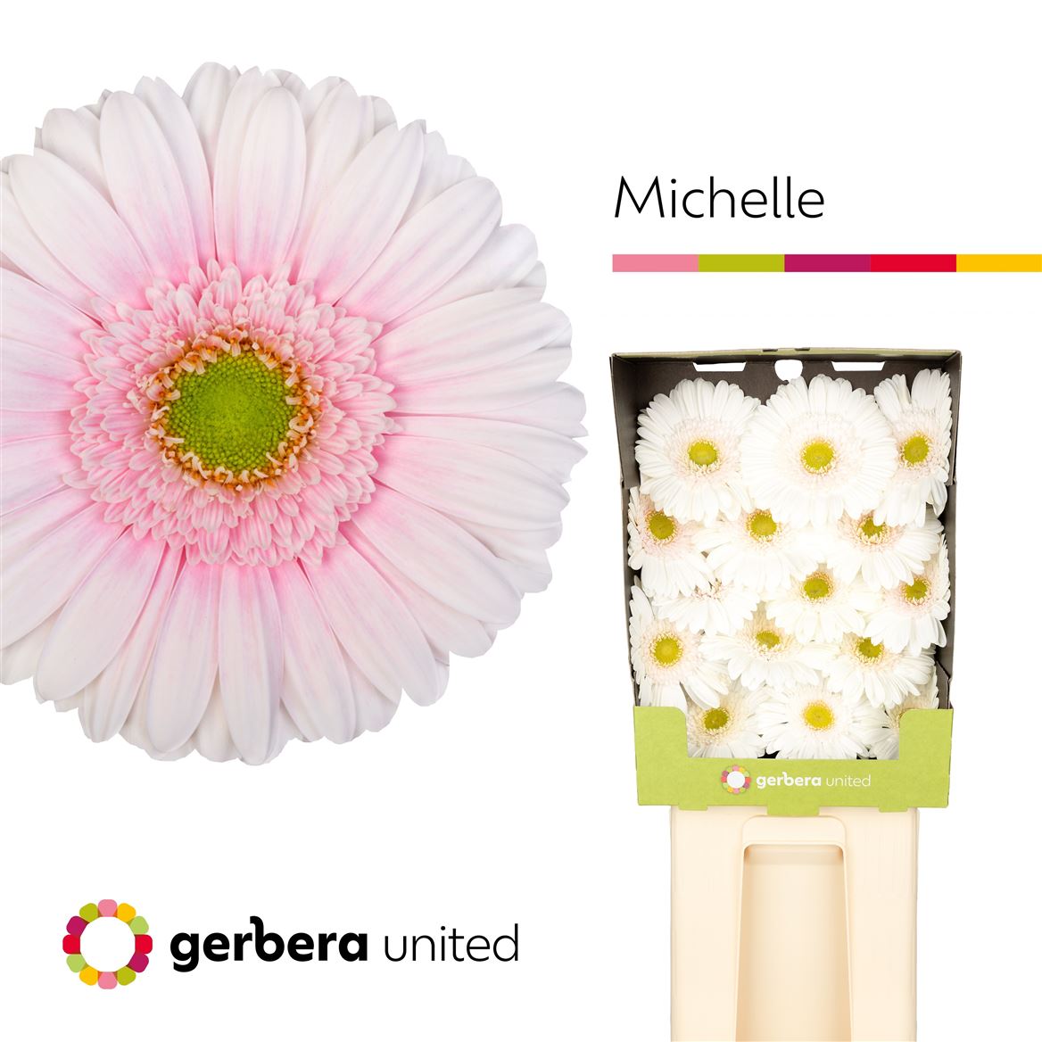 Gerbera Michelle 50cm 10Ø