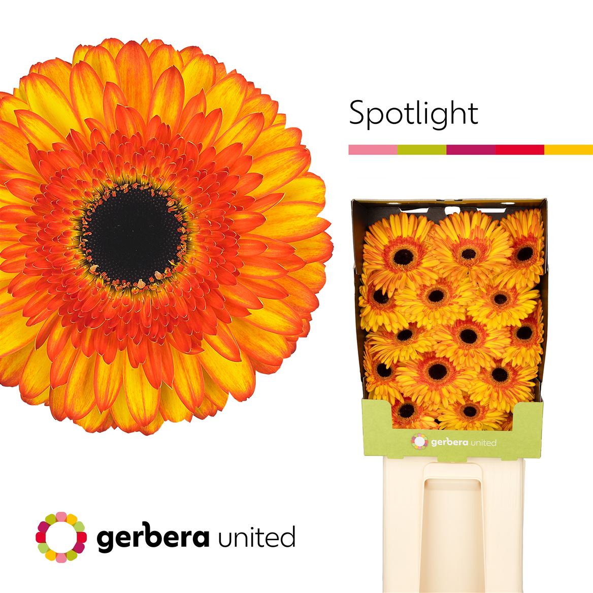 Gerbera Spotlight 50cm 10Ø