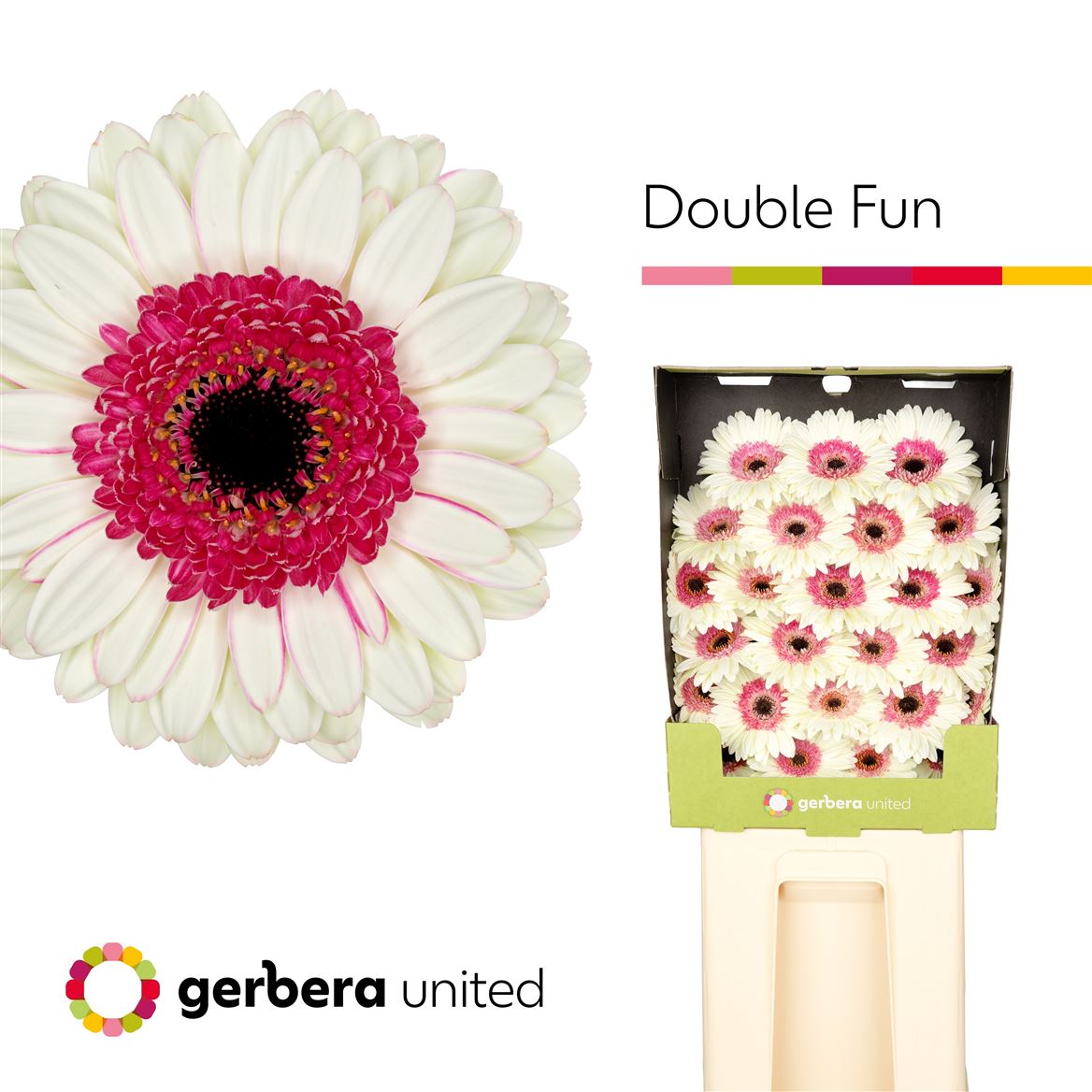 Germini Double Fun 50cm 7Ø